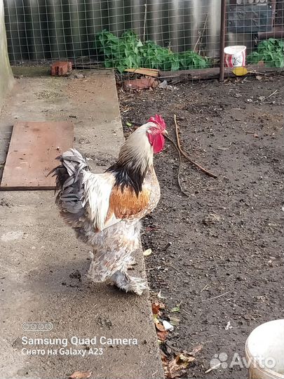 Куры и петухи