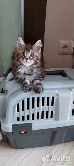 Котята мейн-кун