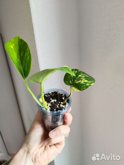 Эпипремнум золотистый