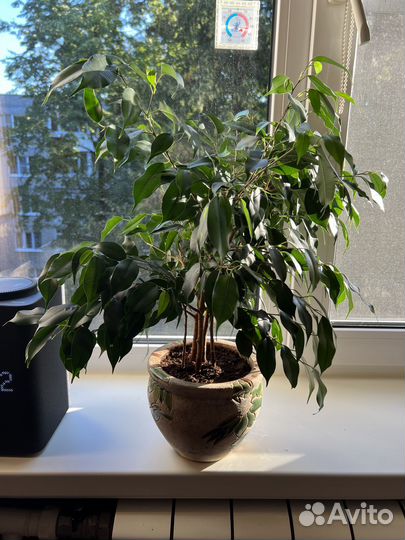 Фикус темно-зеленые листья