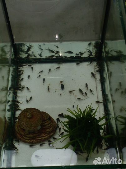 Аквариумные рыбки