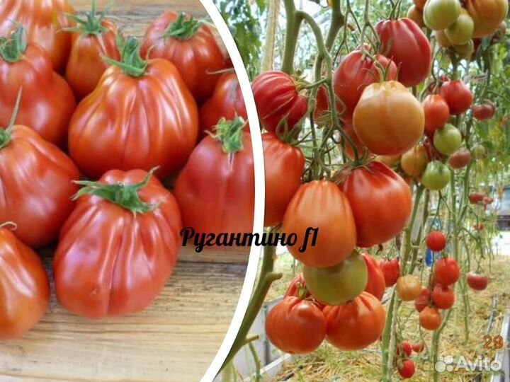 Профсемена высокорослых помидор Европа, Япония Ч 1