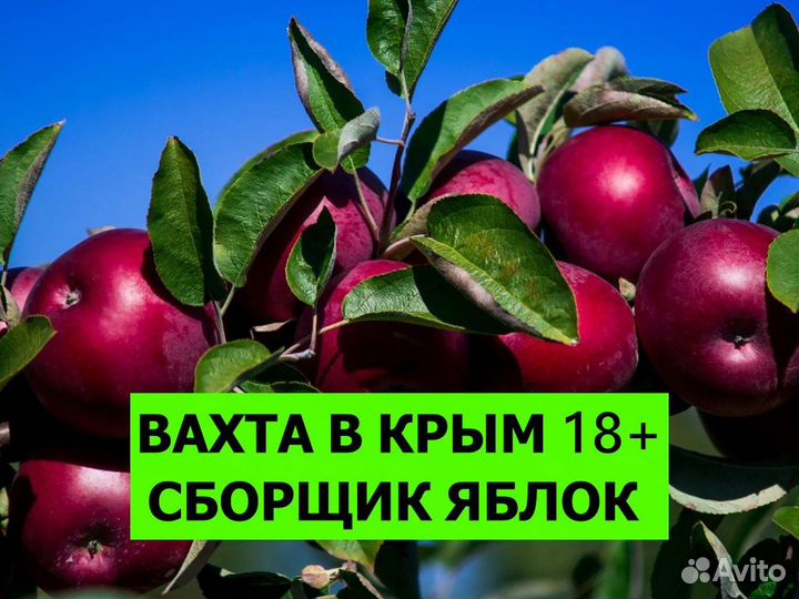 Работа в Крыму / Сбор яблок / Вахта 18+