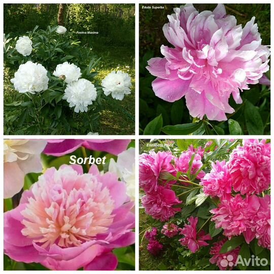 Пионы сортовые большие кусты