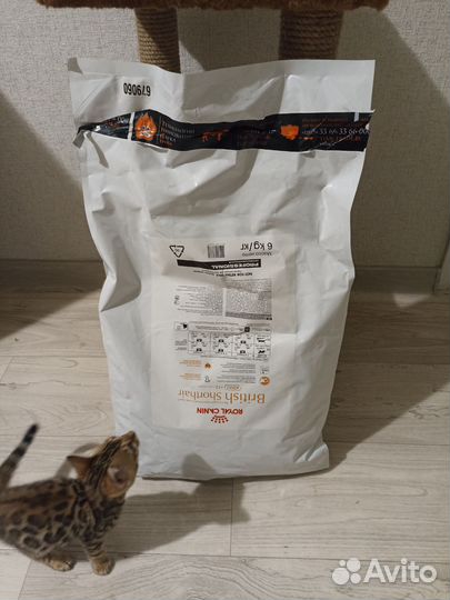 Роял Конин для британцев