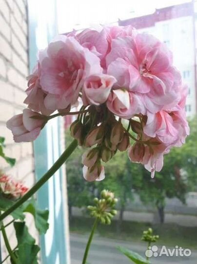 Пеларгония герань