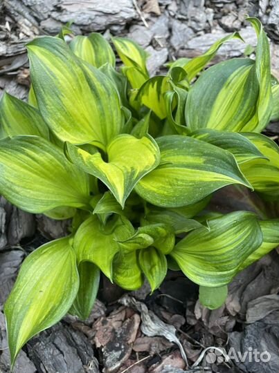 Хоста и бадан краснолистный