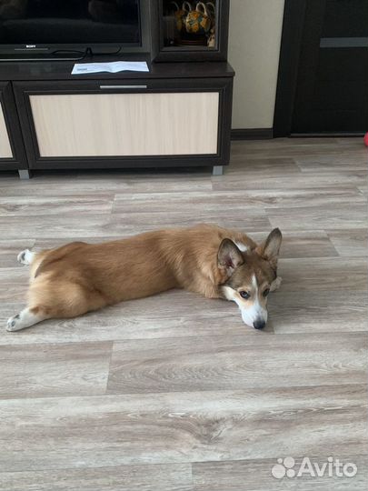 Вельш-корги пемброк