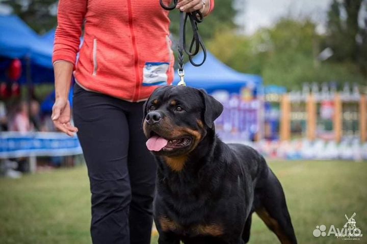 Ротвейлер вязка