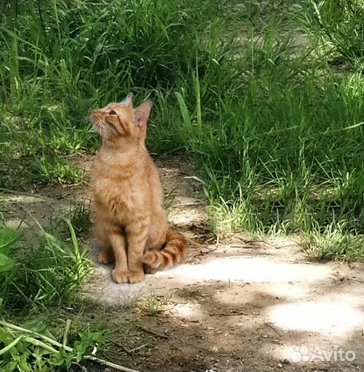 Котик бесплатно