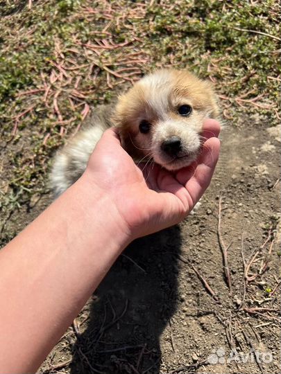 Собака в добрые руки отдам бесплатно