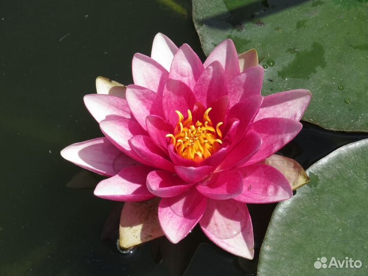 Кувшинка (Нимфея)