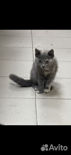 Котёнок девочка