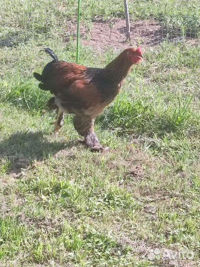 Куры доминант