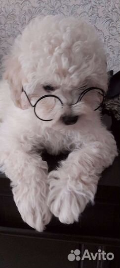 Девочка той пудель