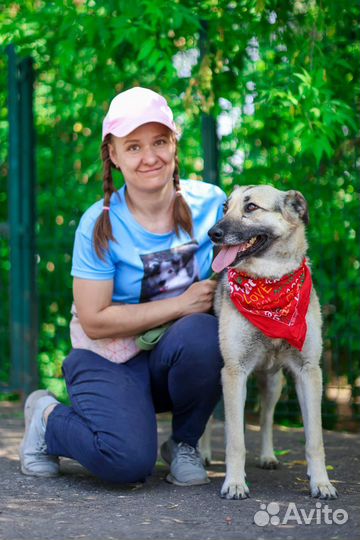 Молодая и добрая собака в поисках дома. Приют