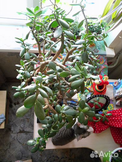 Крассула (Денежное дерево или Толстянка)