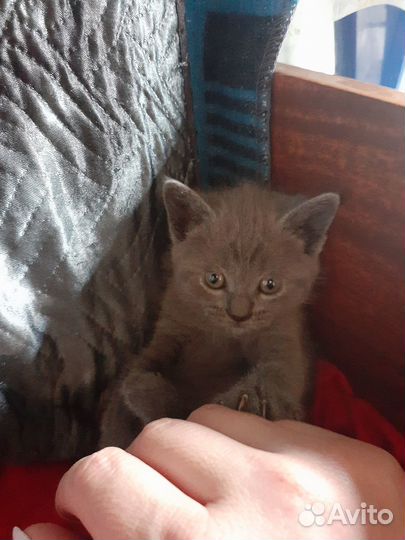 Котята в добрые руки бесплатно