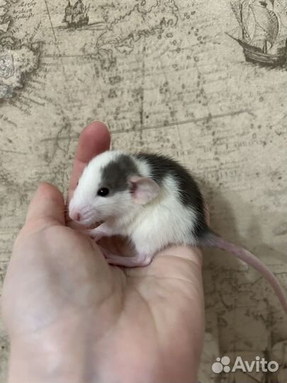 Крысята Дамбо малыши