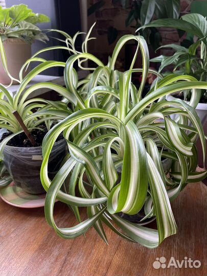 Хлорофитум кудрявый бонни