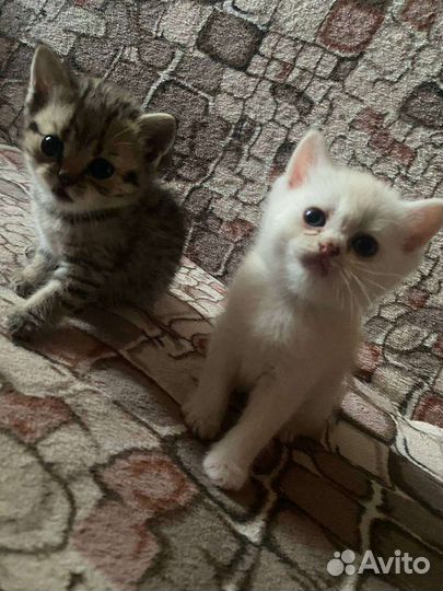 Продам британских котят