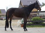 Серьезная лошадь oльденбург с большой перспективой