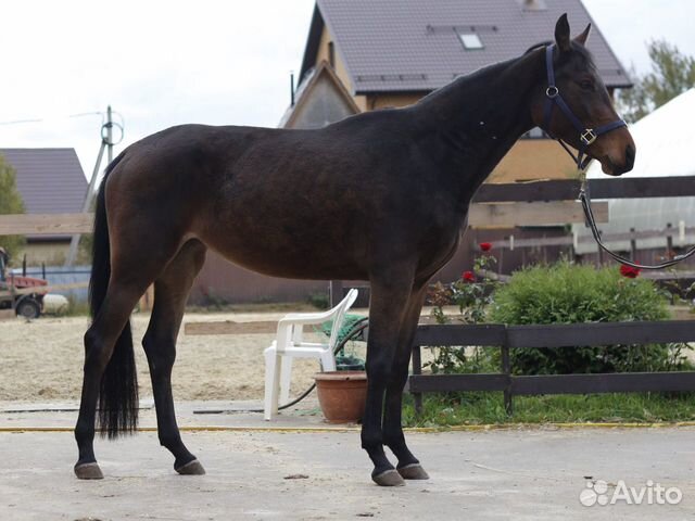 Серьезная лошадь oльденбург с большой перспективой объявление продам