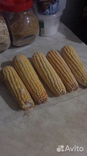 Кукуруза