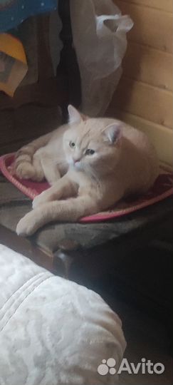 Золотой котик