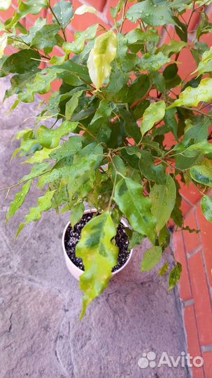 Бенджамина