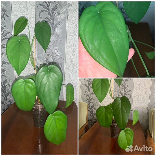 Домашние/ комнатные растения