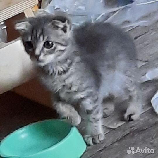 Кошечка в добрые руки бесплатно