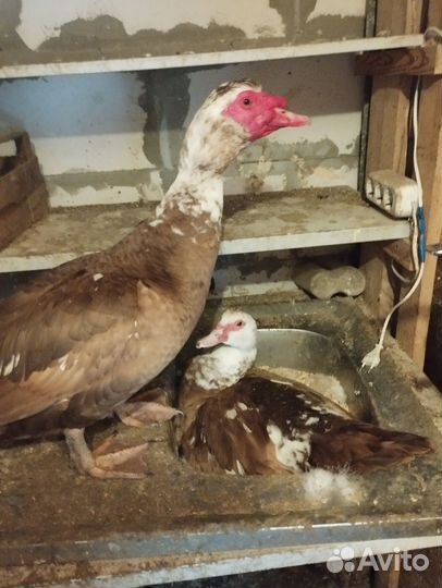 Утиные яйца