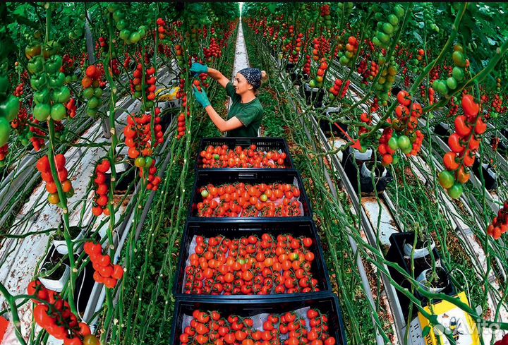 Укладчик упаковщик Вахта с проживанием г.Воронеж