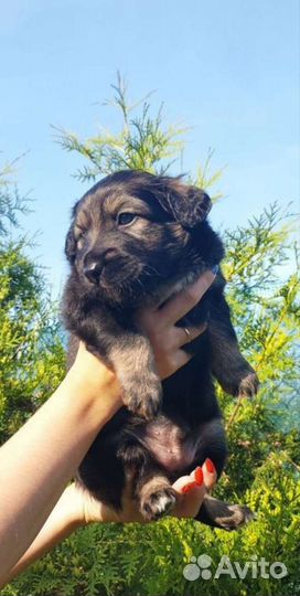Мальчик щенок в добрве руки
