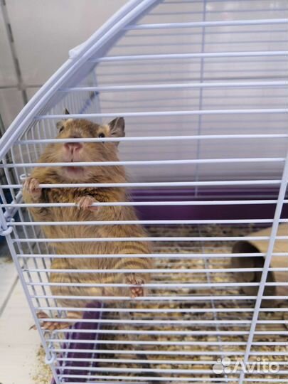 Чилийские белки Дегу