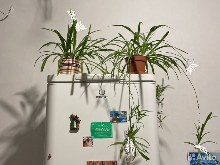 Хлорофитум