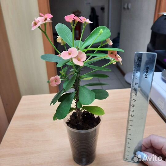 Диффенбахия, бегония, молочай Миля