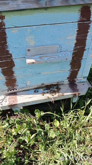 Пчелосемьи