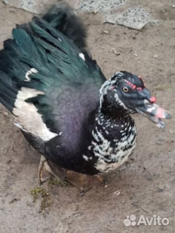 1.mmTir7a4No3UBvSI2vnXT9EPNItcDrSFlAs0j1IGPodU.EQcoBj5UtotWGQW9iFeJqj85FG7_57kyTKvgMaxkyVc