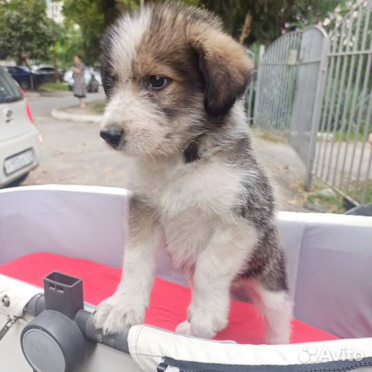 Собака в добрые руки отдам бесплатно