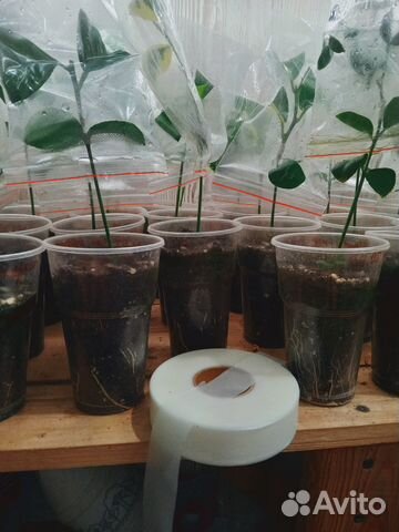 Сделаю прививки цитрусовым растениям