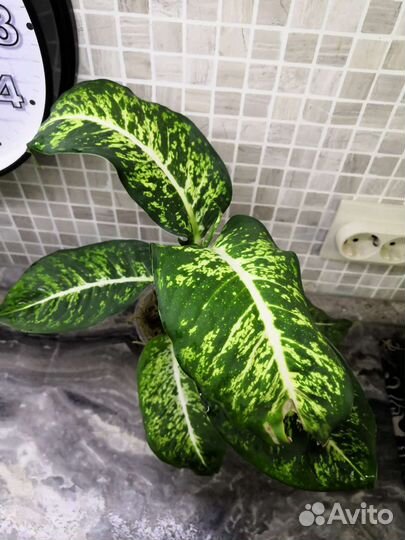 Диффенбахия