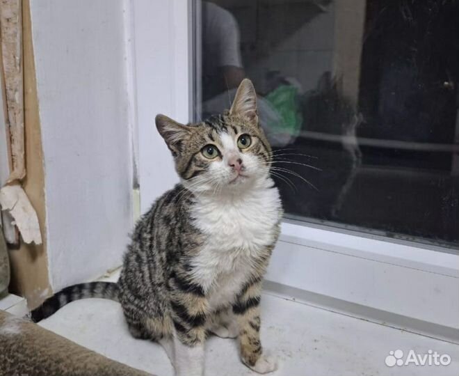 Кошечки в добрые руки