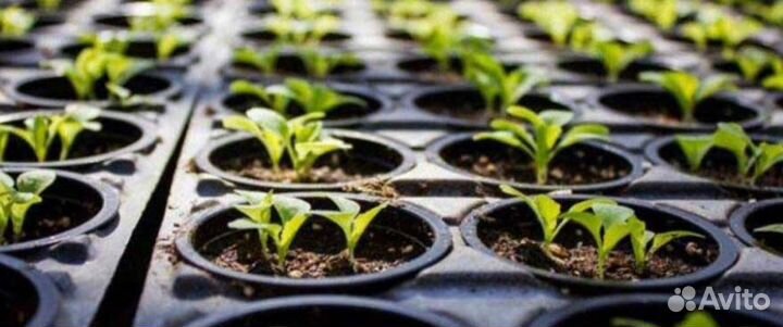 Кассеты для рассады агро