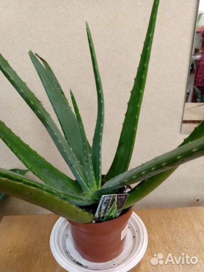 Фикусы, комнатные цветы