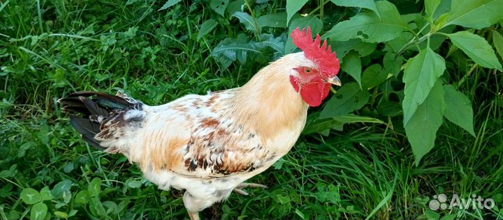 Петухи домашние