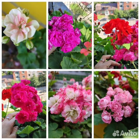 Пеларгония герань