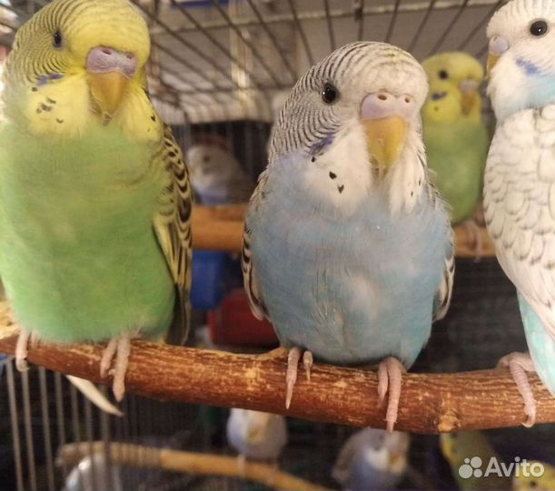 Волнистые попугайчики