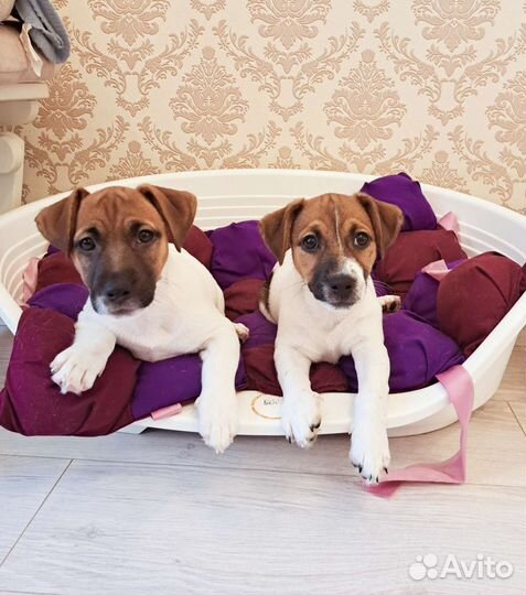 Щенки джек Рассел терьера из питомника